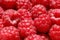 Photography of raspberries Rubus idaeus