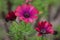 Photography of red color daisies