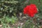 Photography of red geranium flower Pelargonium