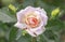 Photography of a Rose, a woody perennial flowering plant of the genus Rosa