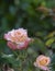 Photography of a Rose, a woody perennial flowering plant of the genus Rosa