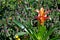 Photography of scarlet star flower Guzmania lingulata