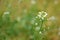 Photography of shepherd's purse plant flower Capsella bursa-pastoris