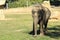 Photography of single male Asian or Asiatic elephant calf - baby