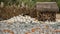 Photography spot with grey, white and orange pumpkins and a straw house at the Dallas Arboretum in Texas