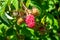Photography on theme beautiful berry branch raspberry bush