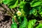 Photography on theme beautiful berry branch strawberry bush with natural leaves