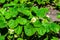 Photography on theme beautiful berry branch strawberry bush with natural leaves