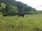 Photography on theme beautiful big milk cow grazes on green meadow