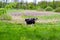 Photography on theme beautiful big milk cow grazes on green meadow under blue sky