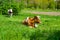 Photography on theme beautiful big milk cow grazes on green meadow under blue sky
