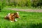 Photography on theme beautiful big milk cow grazes on green meadow under blue sky