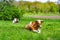 Photography on theme beautiful big milk cow grazes on green meadow under blue sky