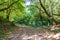 Photography on theme beautiful footpath in wild foliage woodland