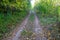 Photography on theme beautiful footpath in wild foliage woodland