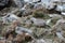 Photography of Tibetan snowcock on the slope of one of the mountains in Himalayas