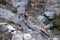 Photography of Tibetan snowcock on the slope of one of the mountains in Himalayas