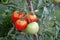 Photography of tomato fruit of the plant Solanum lycopersicum