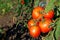 Photography of tomato fruit of theplant Solanum lycopersicum