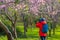 Photography traveler Sightseeing in Japan take pictures Cherry blossom