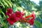 Photography of trumpet vine flowers Campsis radicans