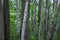 Photography of a trunks and trees in a forest