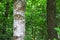 Photography of a trunks and trees in a forest in skovde sweden.