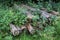 Photography of a trunks and trees in a forest in skovde sweden.