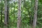 Photography of a trunks and trees in a forest in skovde sweden.