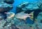 a photography of two fish swimming in a tank next to rocks, there are two fish swimming in a tank next to rocks