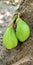 a photography of two green pears on a tree trunk, figurines of two green pears on a tree trunk