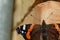 Photography of Vanessa atalanta, the red admiral butterfly