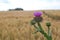 Photography of welted thistle Carduus crispus