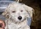 a photography of a wet dog being held in a bucket, dog getting washed in a bucket with a person\'s hand