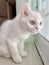 a photography of a white cat sitting on a window sill looking out, egyptian cat sitting on the floor looking out the window