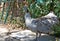 Photography of white Indian peafowl peahen Pavo cristatus
