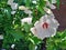 Photography of white Syrian ketmia flowers Hibiscus syriacus