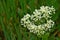 Photography of whitetop flower Lepidium draba
