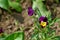 Photography of Wild pansy or Viola tricolor flowers