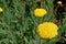 Photography of yarrow, fernleaf yarrow flowers Achillea filipendulina