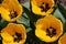 Photography of yellow tulip flowers Tulipa