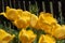 Photography of yellow tulip flowers Tulipa