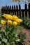 Photography of yellow tulip flowers Tulipa