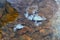 Photoproject `Spring puddles`. A series of photographs. River puddle with algae and stones at the bottom. In tan colors.