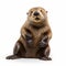 Photorealistic 2d Sea Otter On White Background - Stunning 8k National Geographic Photo