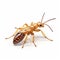 Photorealistic 3d Termite Render On White Background