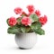 Photorealistic Begonia In Modern Ceramic Vase - Stock Photo Quality