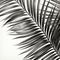 Photorealistic Black And White Coconut Tree Leaf Renderings