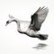 Photorealistic Black And White Flying Swan Illustration