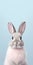 Photorealistic Bunny With Big Ears On Simple Blue Background